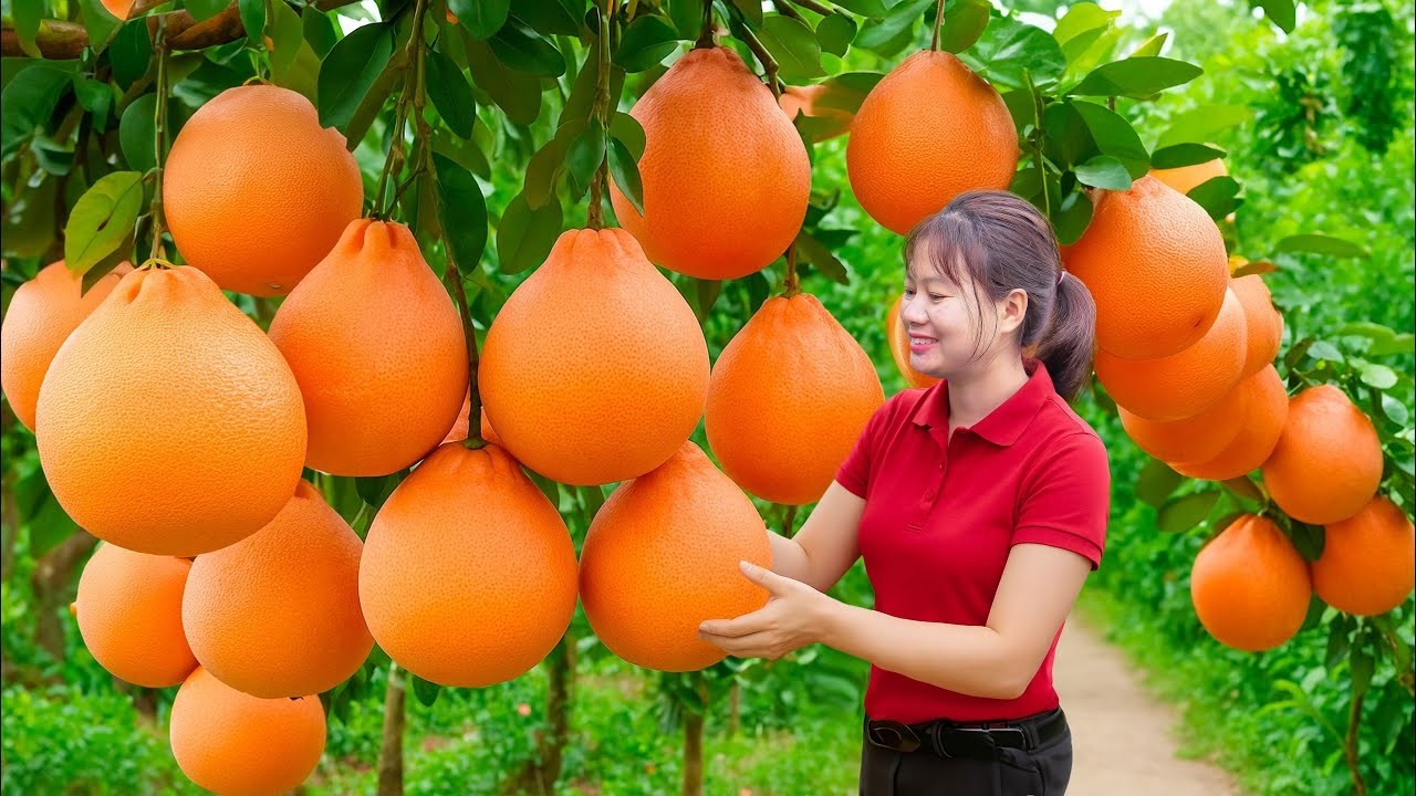 Colheita de Pomelo Vermelho Gigante Real em Dia de Tempestade | Fruta Premium Milionária no Mercado