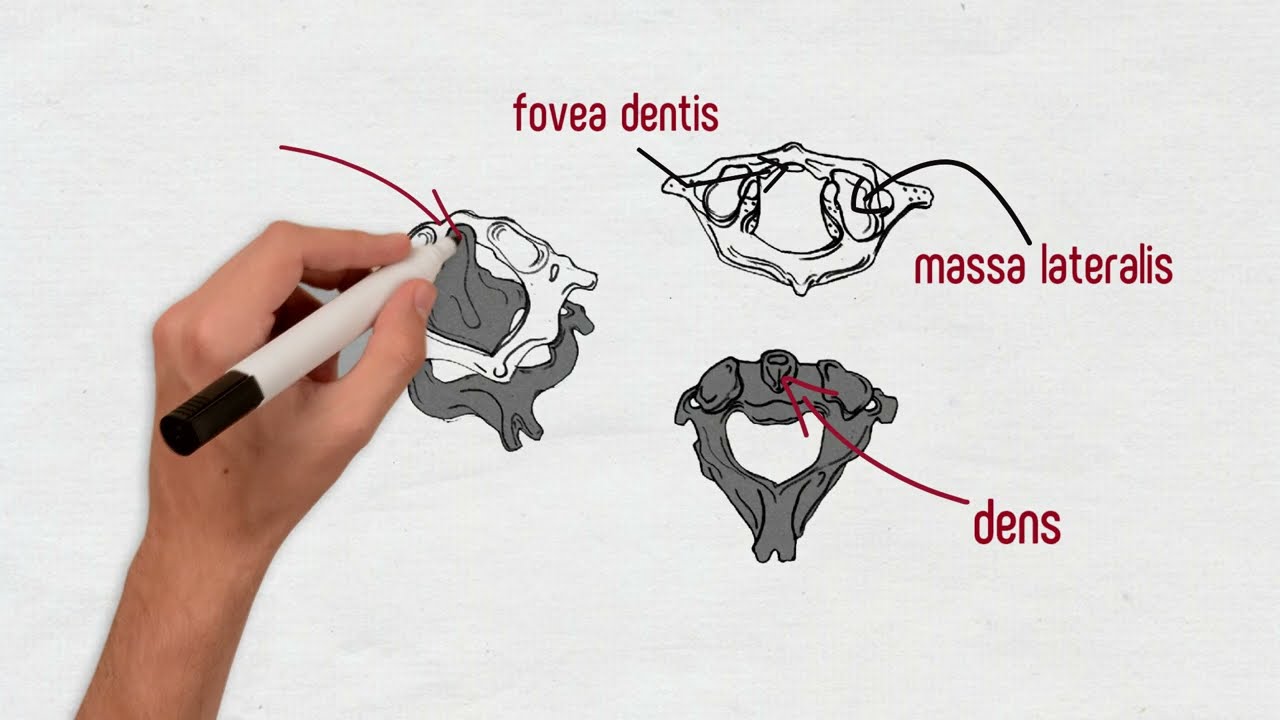 Позвоночный столб и позвонки