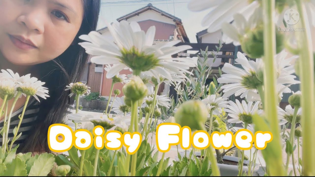 Nippon Daisy Flower (ハマギク) in my garden | Shine TV Japan