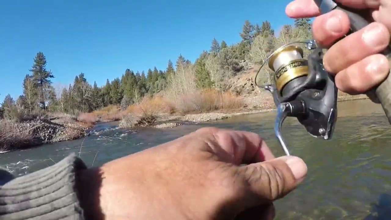 East Carson River Rainbows Were Ready for Battle