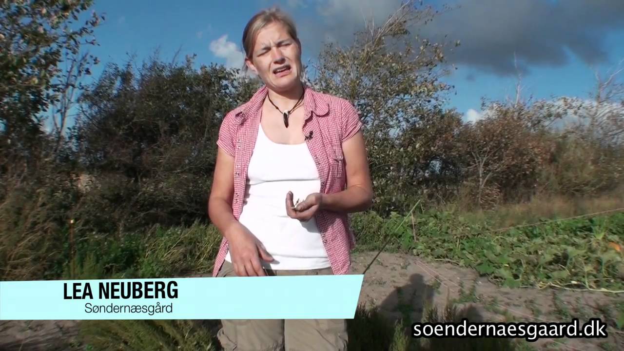 SØNDERNÆSGÅRD - mad under åben himmel ved Vadehavet