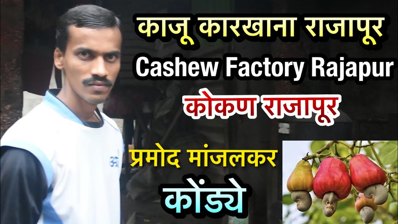 Kaju Factory Rajapur | काजू कारखाना राजापूर