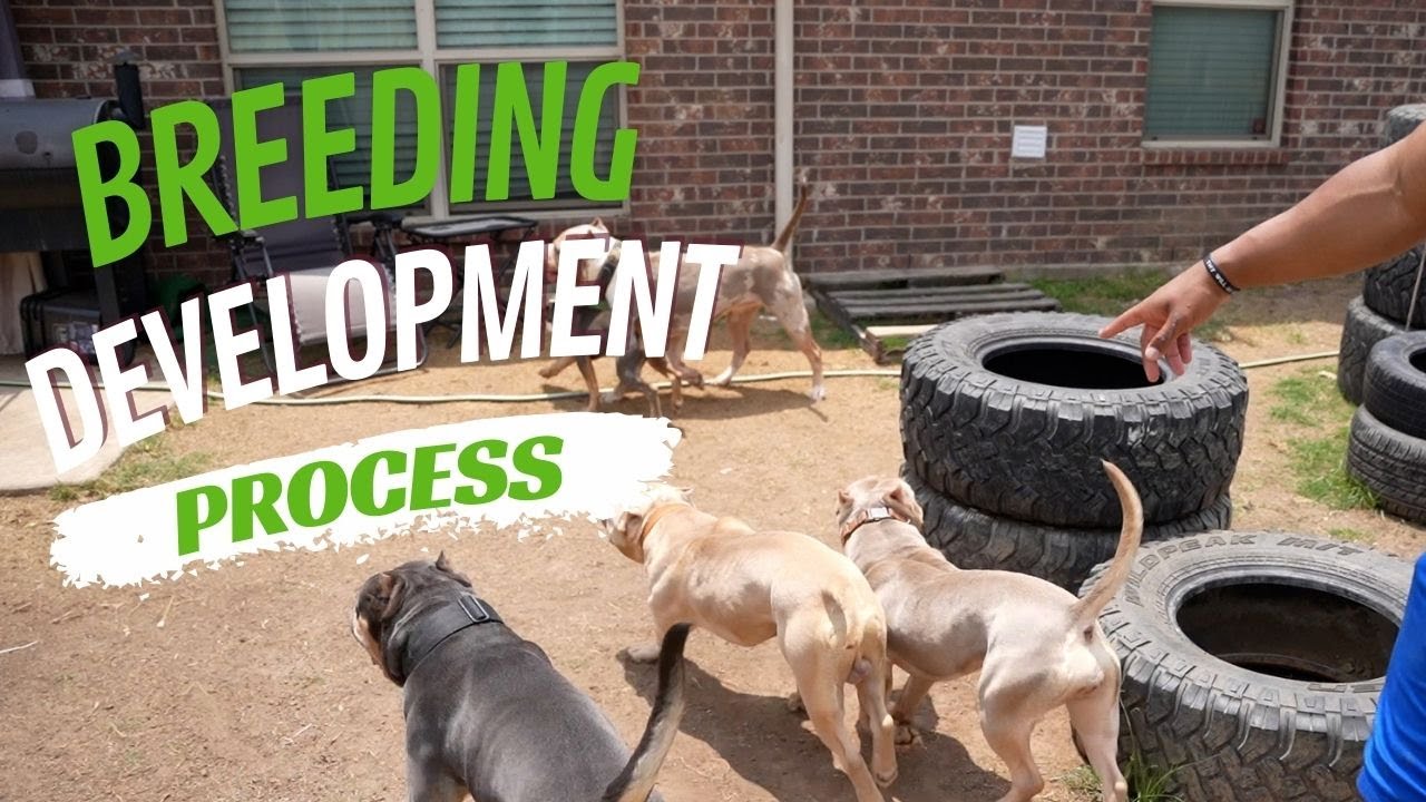 The Breeding Development Process