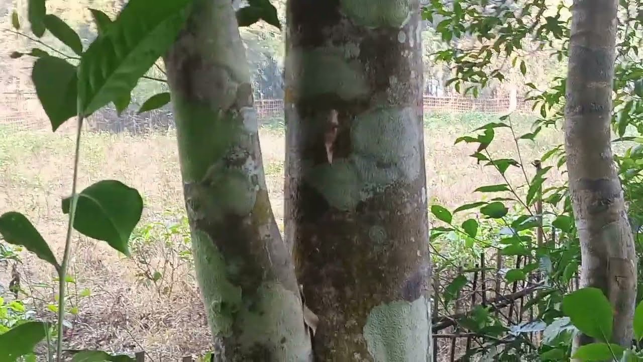 লাখ লাখ টকা সাঁচি গছৰপৰা পাবলৈ তেতিয়াহে সক্ষম হ'ব ভিডিঅ'টো শেষলৈকে চাওক।
