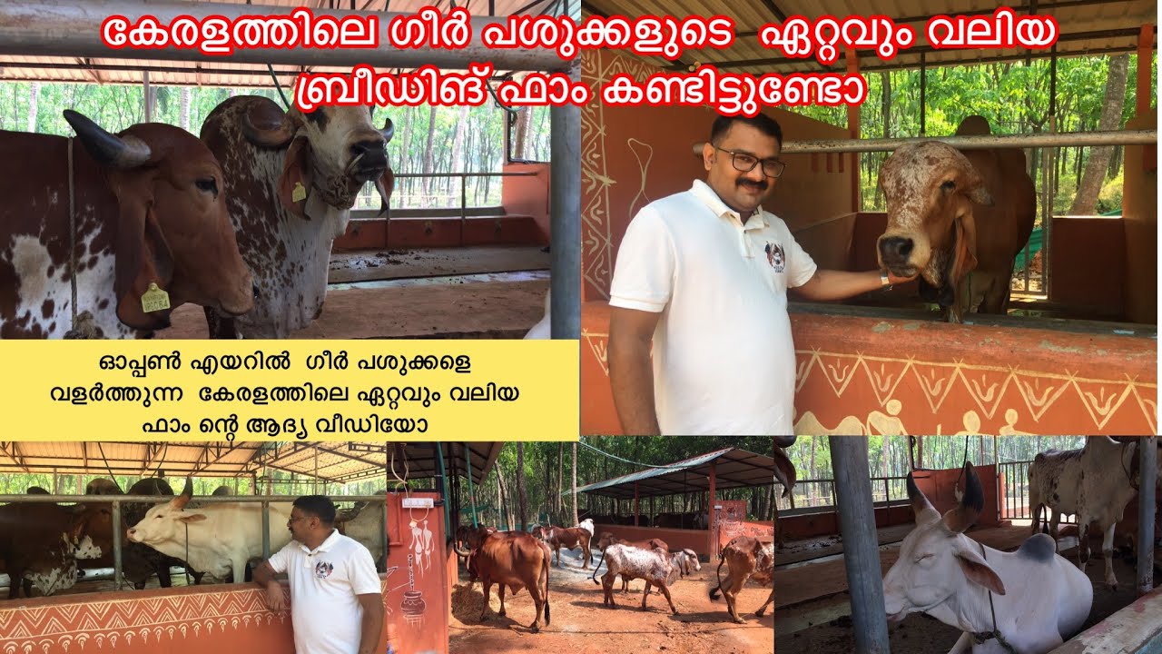 കേരളത്തിലെ ഏറ്റവും വലിയ ഗീർ പശുക്കളുടെ ഗോശാല| വിജയ പത്മ ഫൌണ്ടേഷൻ |Biggest Gir Cow Farm in kerala |