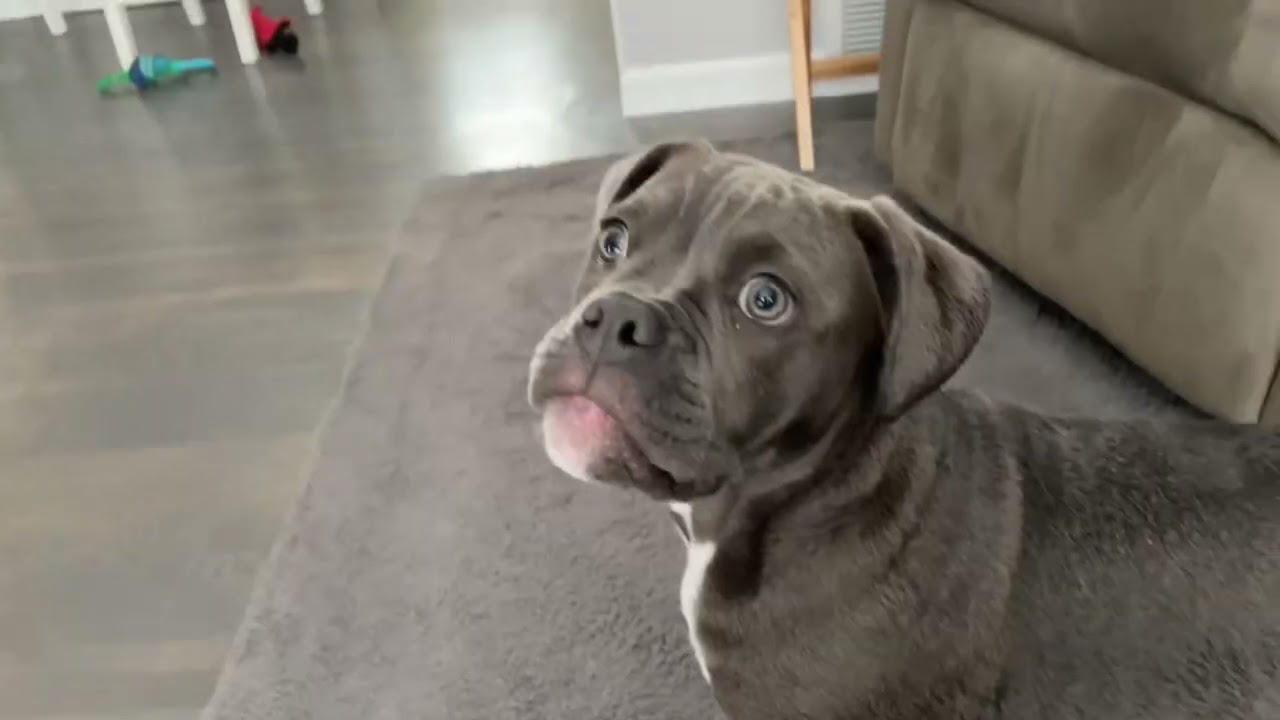 Olde English Bulldogge Puppy at 4 Months Old
