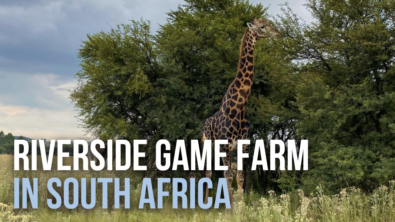 Own your own Game Farm with Giraffes | Property Tour
