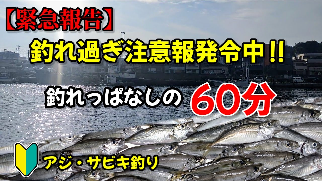 【アジ釣れ過ぎ注意報発令中】三浦半島、釣れっぱなしの60分‼サビキ釣りのチャンス‼釣り初心者の方も、始めるチャンス‼