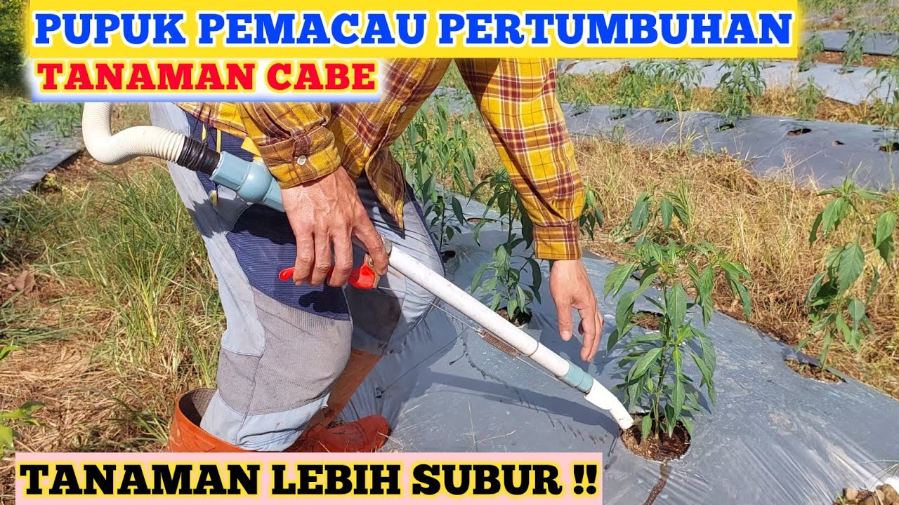 PUPUK MEMACU PERTUMBUHAN TANAMAM CABE | PUPUK MENYUBURKAN TANAMAN CABE