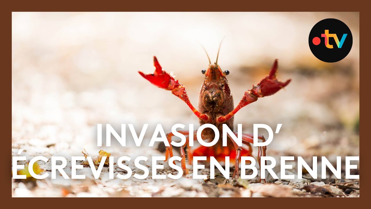 Invasion d'écrevisses de Louisiane en Brenne