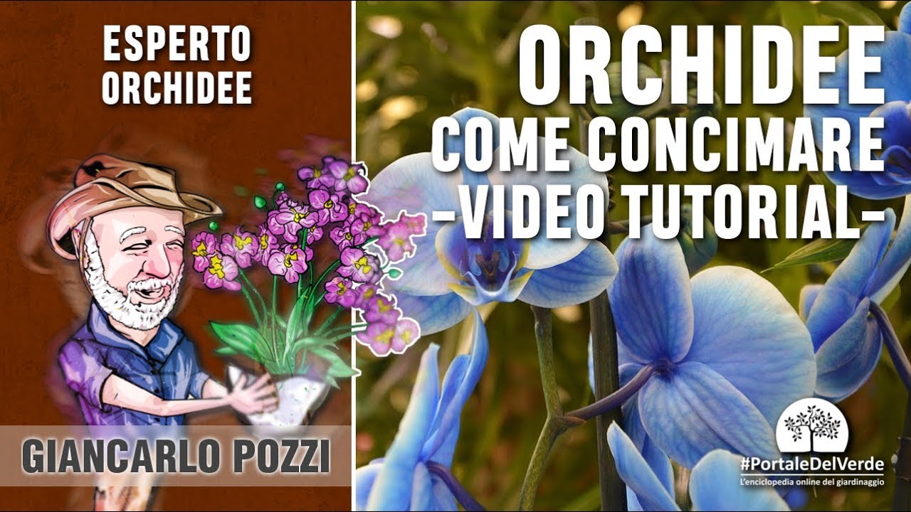 Come si concimano le orchidee? Tutorial con Giancarlo Pozzi