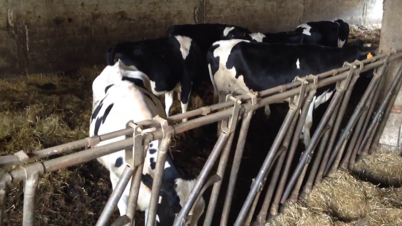 Muggito Mucche Frisone da latte nella stalla (cow mooing)