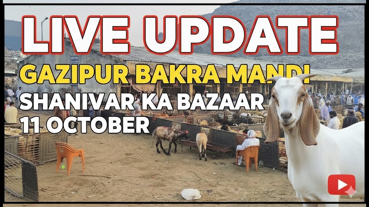 gazipur bakra mandi Saturday bazar 11/10/2025 #gazipurbakramandi