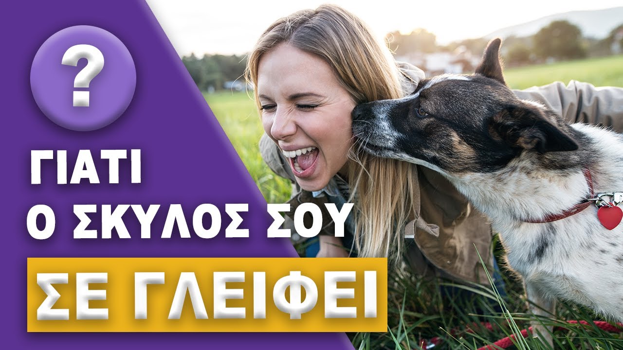 Γιατί ο Σκύλος σου σε Γλείφει Συνέχεια?