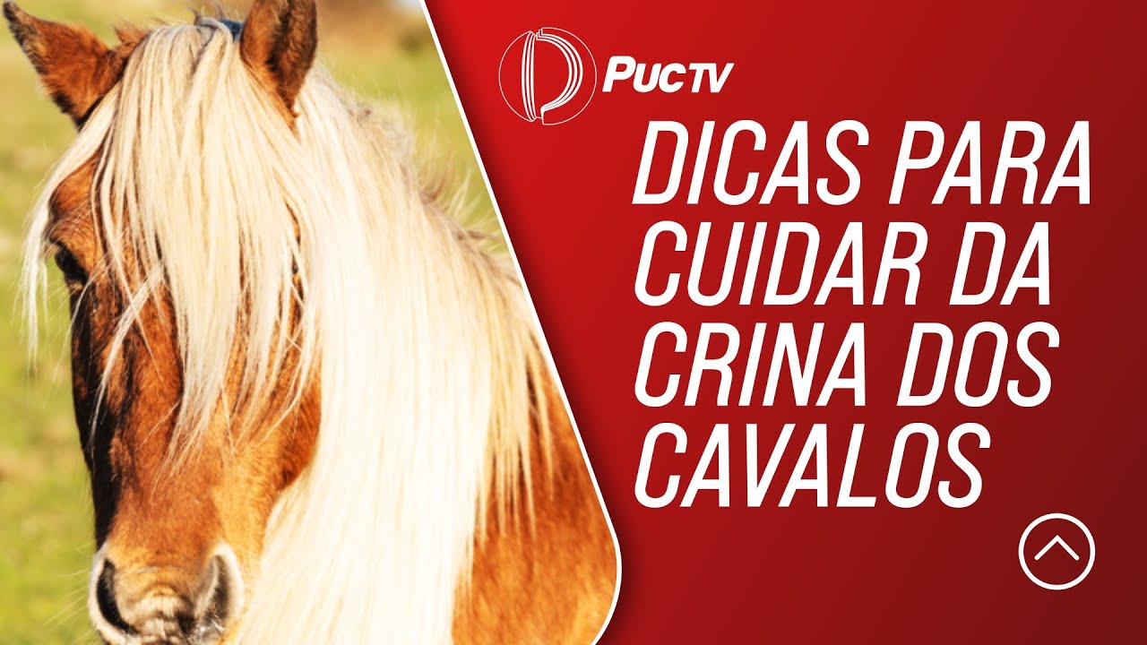 DICAS PARA CUIDAR DA CRINA DOS CAVALOS
