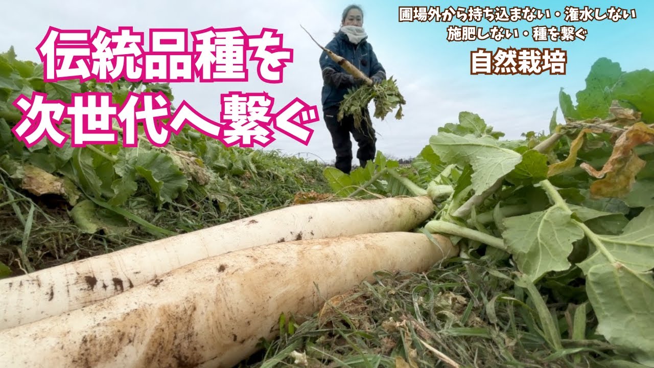 #大根 一本に込める想い。あなたが食べる「#固定種大根」が箱に収まるまで【生産者直送の裏側】