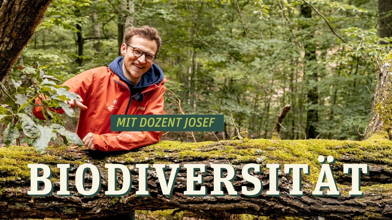 Biodiversität und Artenvielfalt werden oft über einen Kamm geschert - wir klären auf
