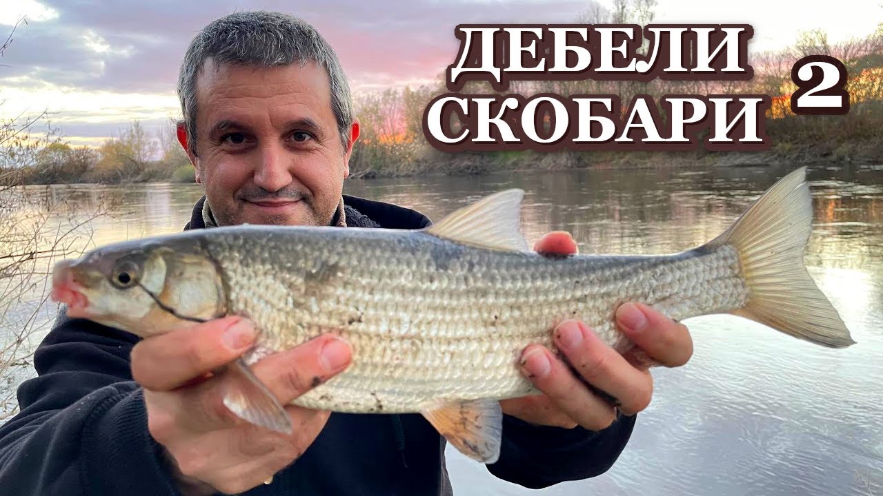Риболов на ДЕБЕЛИ СКОБАРИ на ЖИТО на река Марица #2 /  Fat Nase Fish Fishing on Wheat