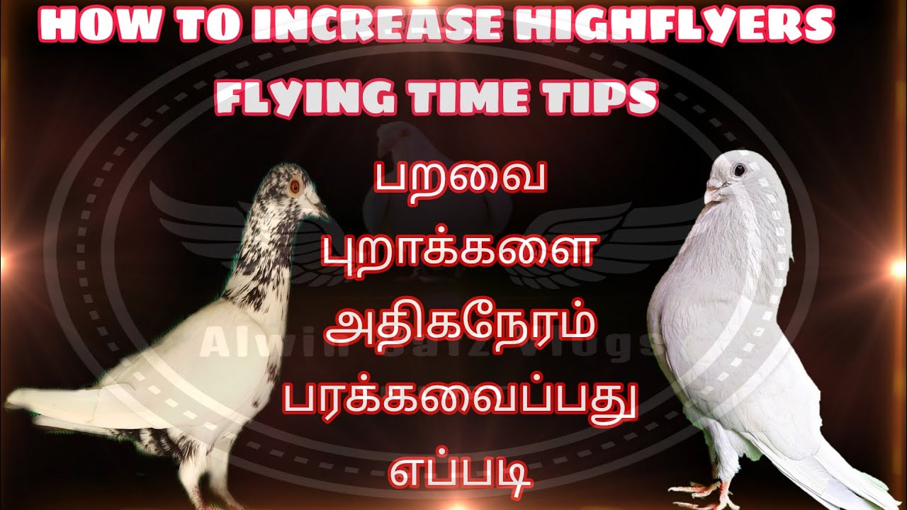 HOW TO INCREASE HIGHFLYERS FLYING TIME TIPS | பறவை புறக்களை அதிகநேரம் பரக்கவைப்பது எப்படி #pigeons