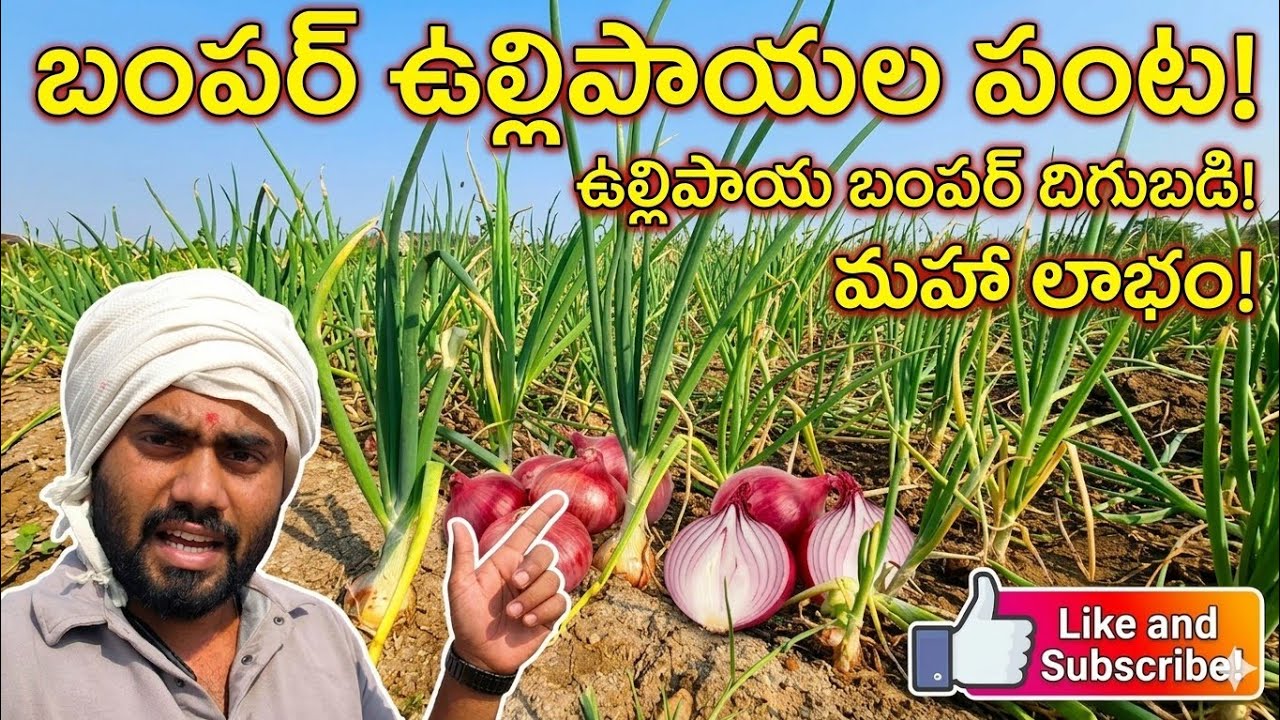 ​Pyaj ki kheti mein pani kab aur kaise Pyaj ki sichai ka sahi  🧅 ఉల్లికి నీరు ఎప్పుడు పెట్టాలి? 🧅💧
