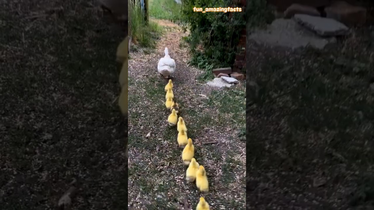 Why Do Ducks Walk in a Line? #duck #animallovers #funfacts #trending #shorts
