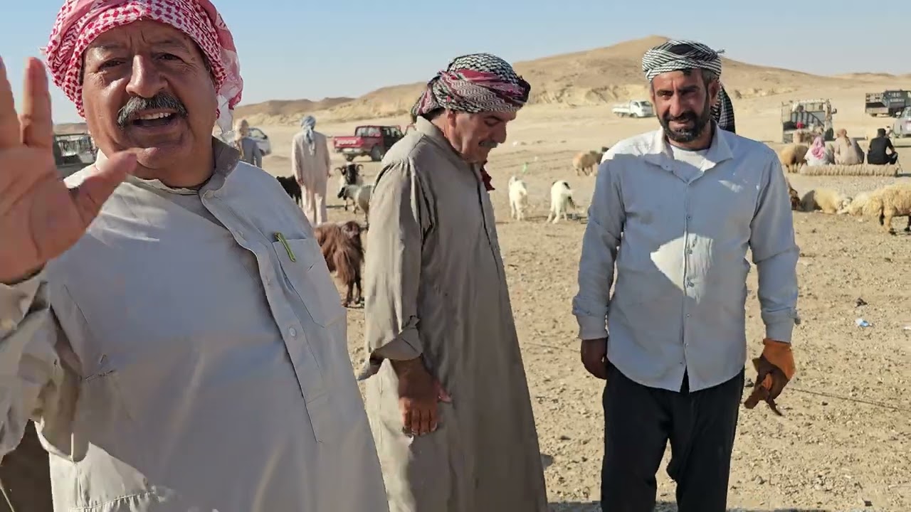 سوق مواشي الانبار قضاء حديثه علوة بروانه 2024/6/7