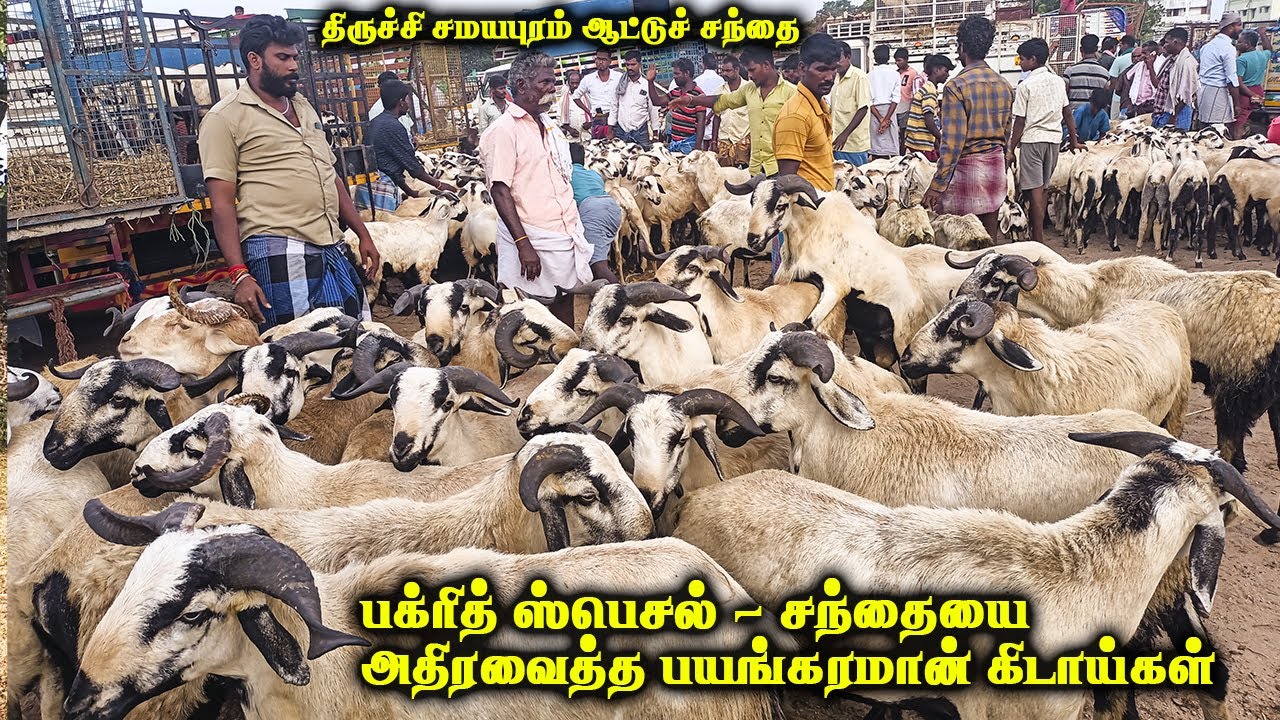 பக்ரீத் ஸ்பெஷல் - திருச்சி சமயபுரம் ஆட்டுச் சந்தை|சந்தையை அலசிய பல வகை கிடாக்கள்| Trichy goat market