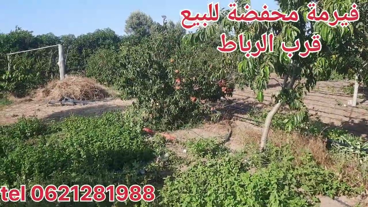فيرمة محفضة بأم عزة ميساحتها 3000متر على طريق ممتازة