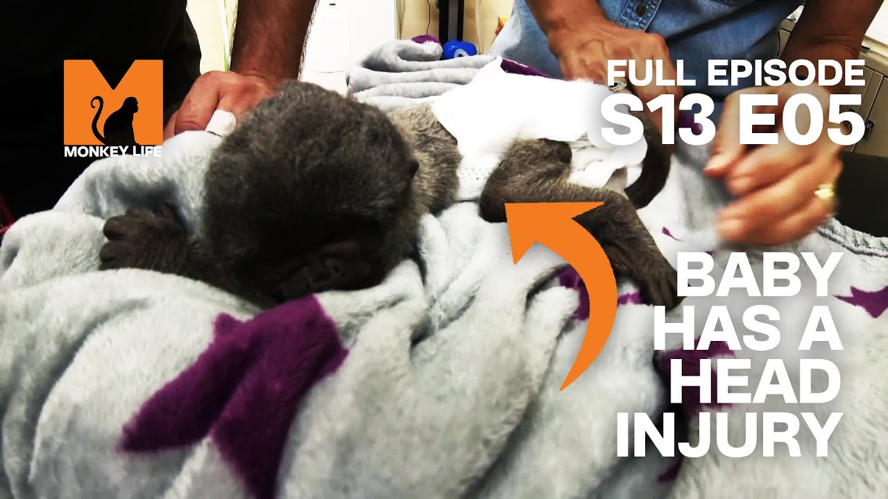 A Worrying Head X-Ray | Monkey Life Season 13 Episode 5 | Monkey Life