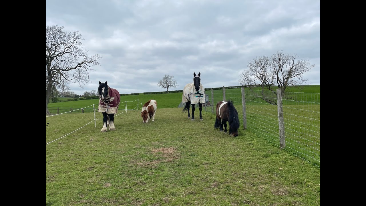 Horse Track System Walk Through with Chase (and Coco)