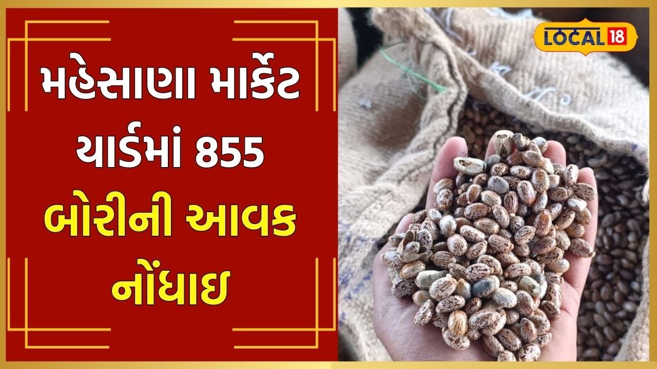 Mehsana Market યાર્ડમાં એરંડાની આવક વધી, વિવિધ જણસીના આટલા ભાવ બોલાયા | #local18