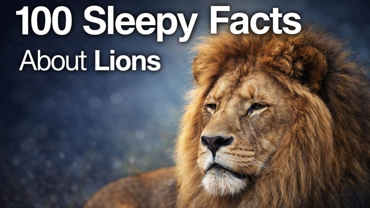 The Most Relaxing Facts About Lions to Fall Asleep To