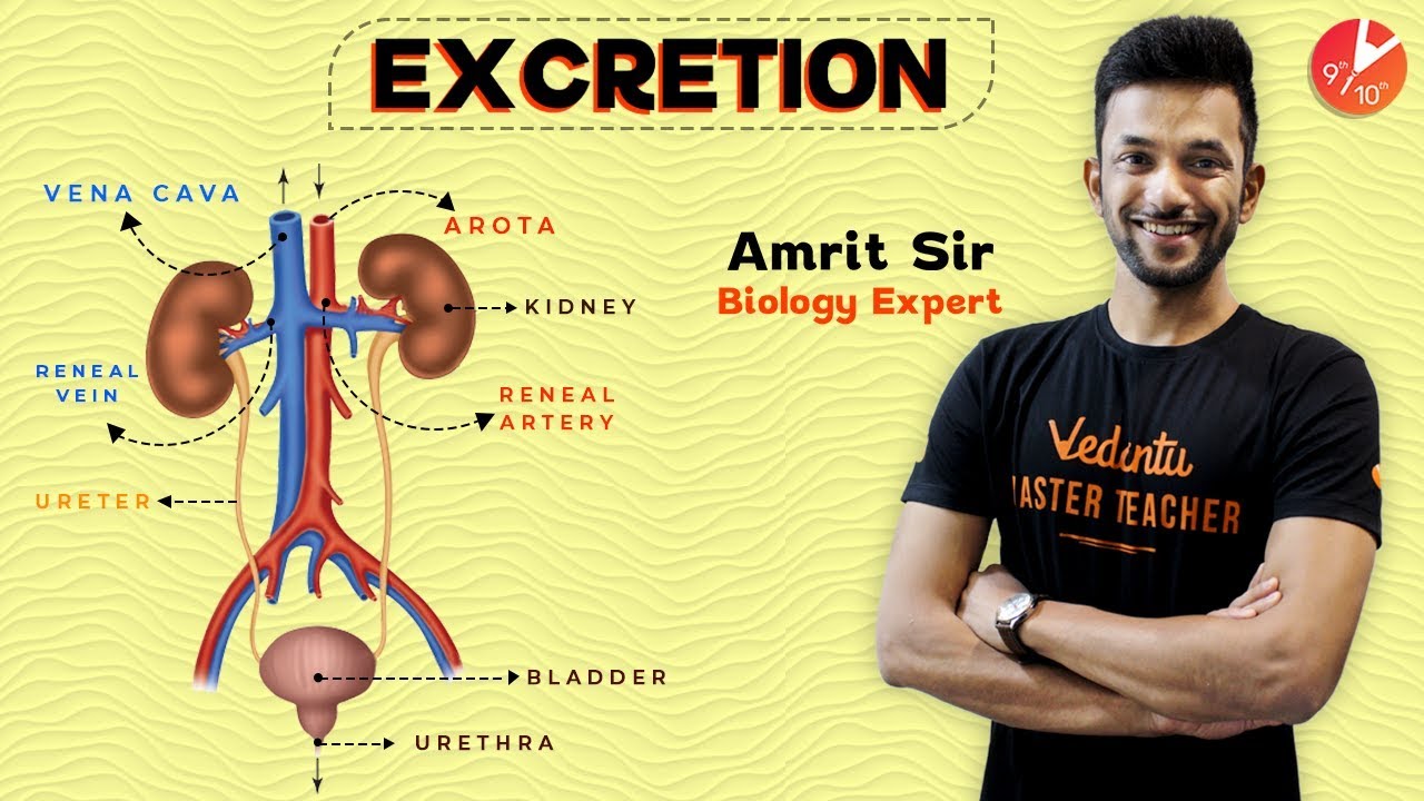 ANIMATED Excretion | Excretory System | Life Processes | Class 10 Science Biology | Vedantu Class 10