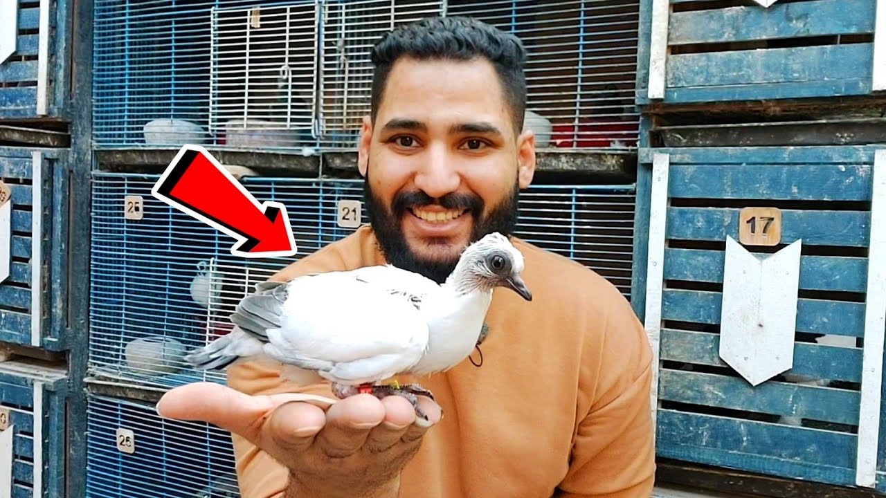 شوف تدريب الحمام😯 يسمع الكلام ويوقف علي الايد او الكتف