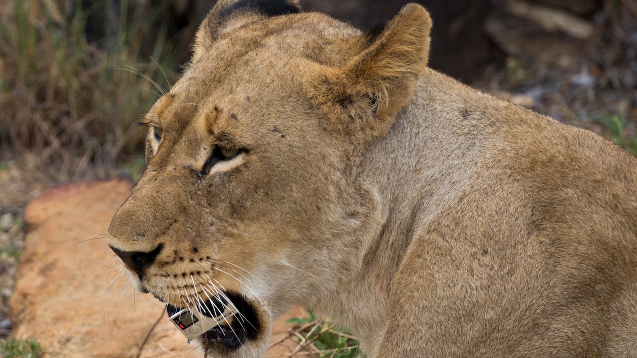 Cheeky Lions Steal GoPro