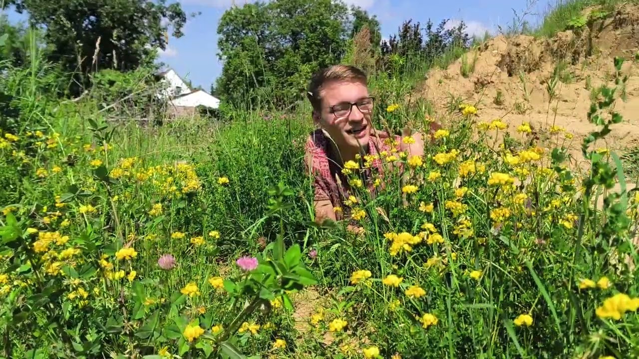 Raupenfutterpflanzen für Schmetterlinge die in KEINEM Garten fehlen dürfen!
