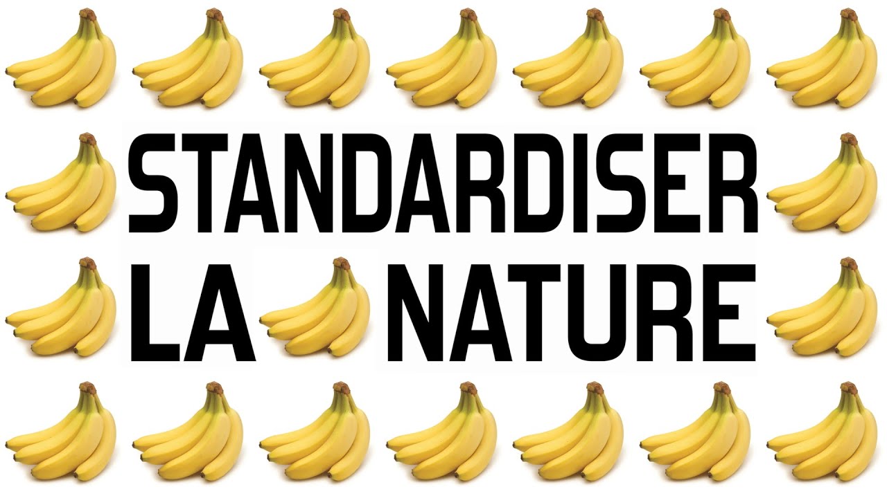 Pourquoi les bananes se ressemblent toutes ? (ft. @Alcide_SDU)