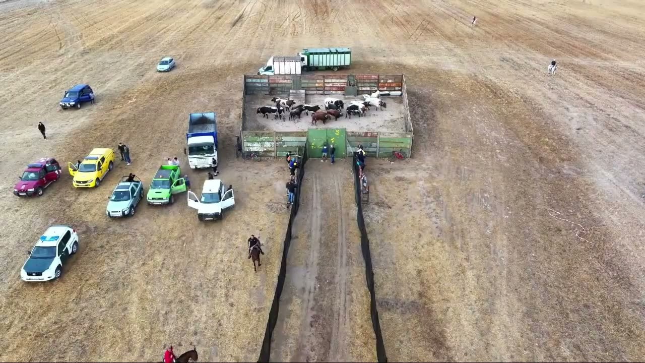 Encierro 8 de Septiembre - San Antolín 2025 Medina del Campo