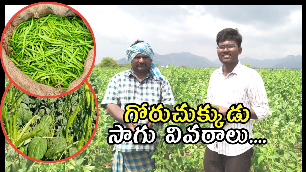 గోరుచుక్కుడు సాగు వివరాల....... |connecting farmers|agriculture|plants