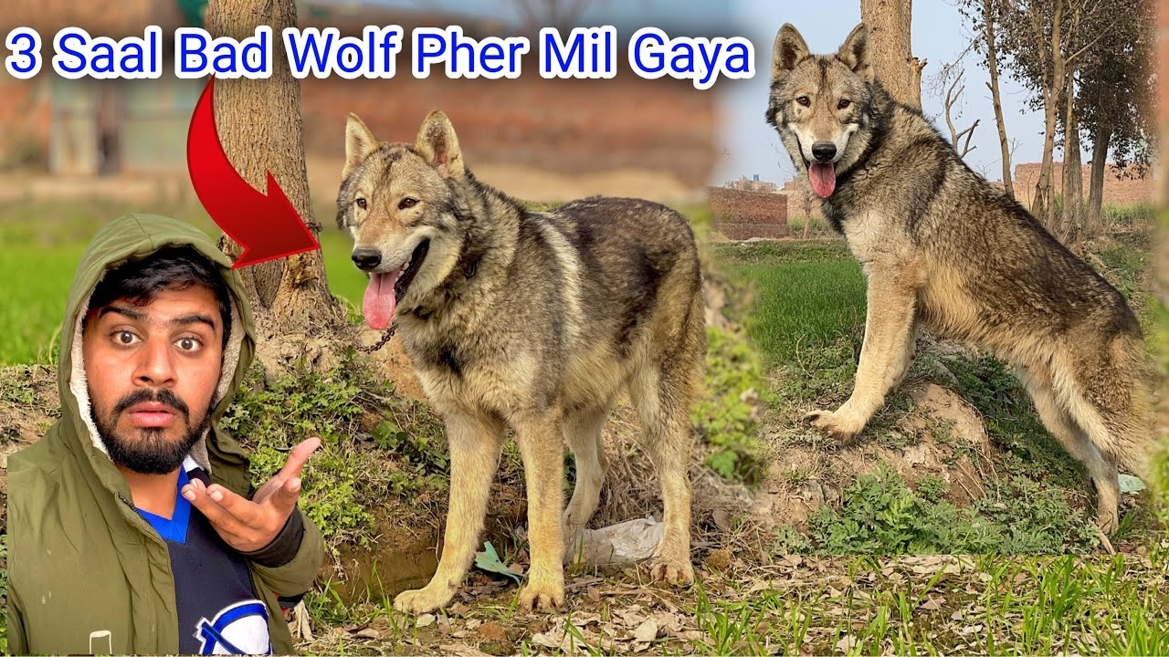 Akher Kar Hamain Wolf Mil Gaya | 3 Saal k Bad Mela Europen Wolf | Punjabi Shok Vlogs