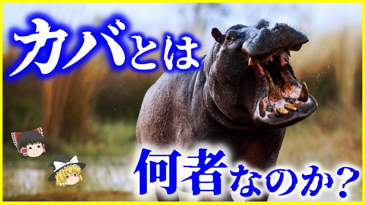 【ゆっくり解説】年間500人以上の犠牲者…⁉「カバ」とは何者なのか？を解説/未だ謎が多い進化の系譜…実は泳げない？面白い生態