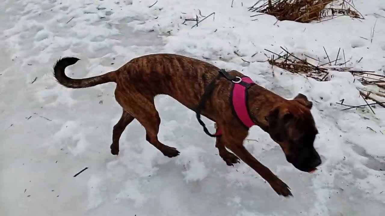 Puppy dogs walking around the forest together featuring Zsa Zsa Gabor 