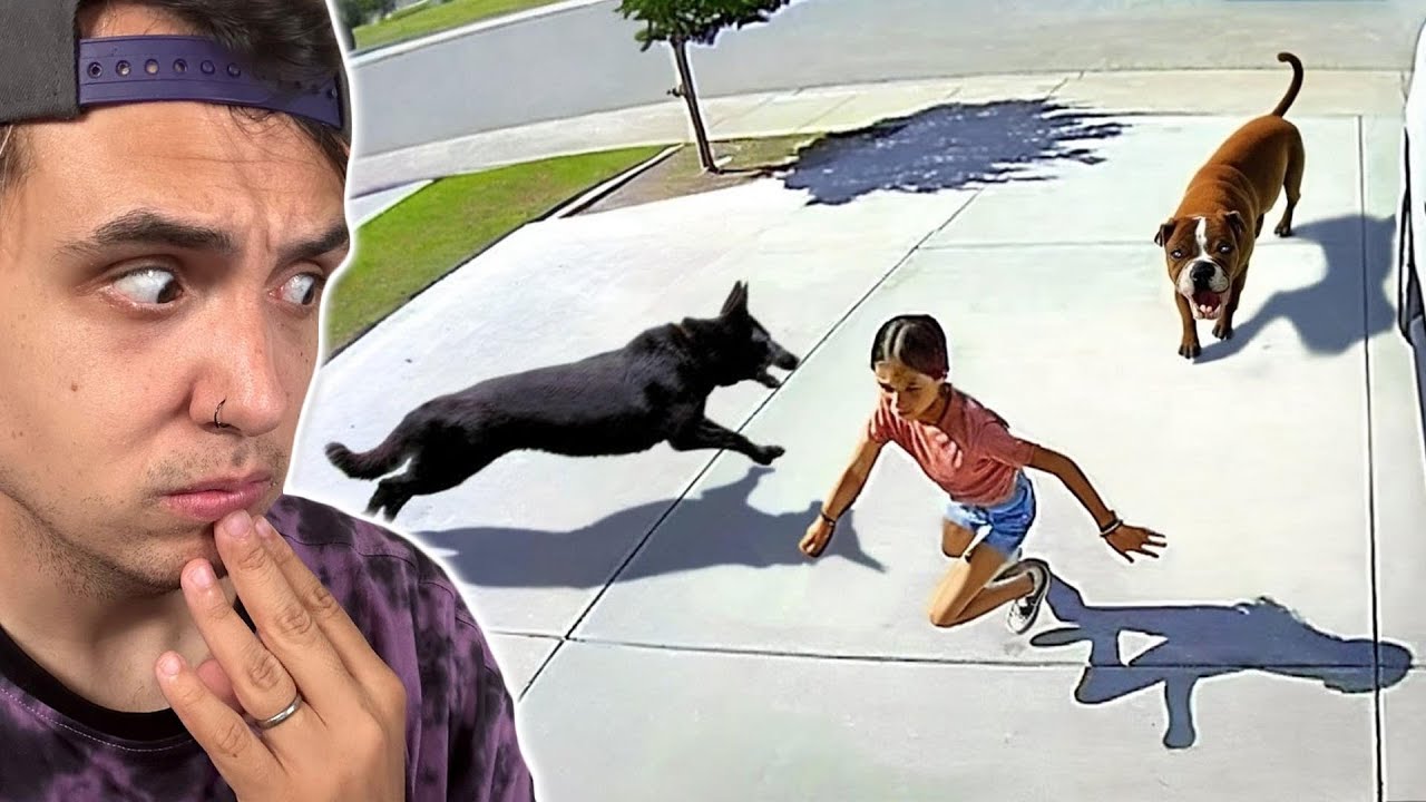 25 ANIMALES HÉROES QUE SALVARON LA VIDA DE HUMANOS
