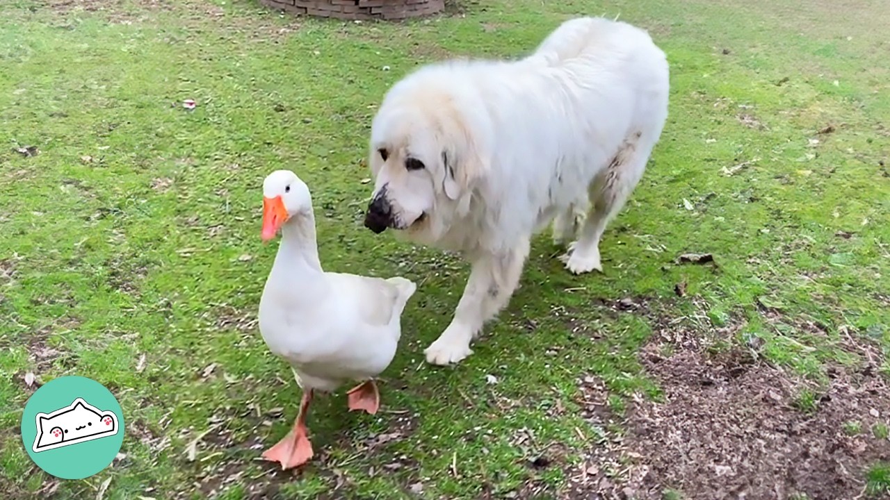 Dog Steals Cat Food For His Goose Friend | Cuddle Buddies