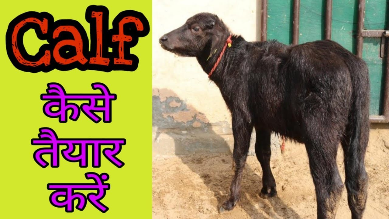 How to Grow a Good Quality Calf