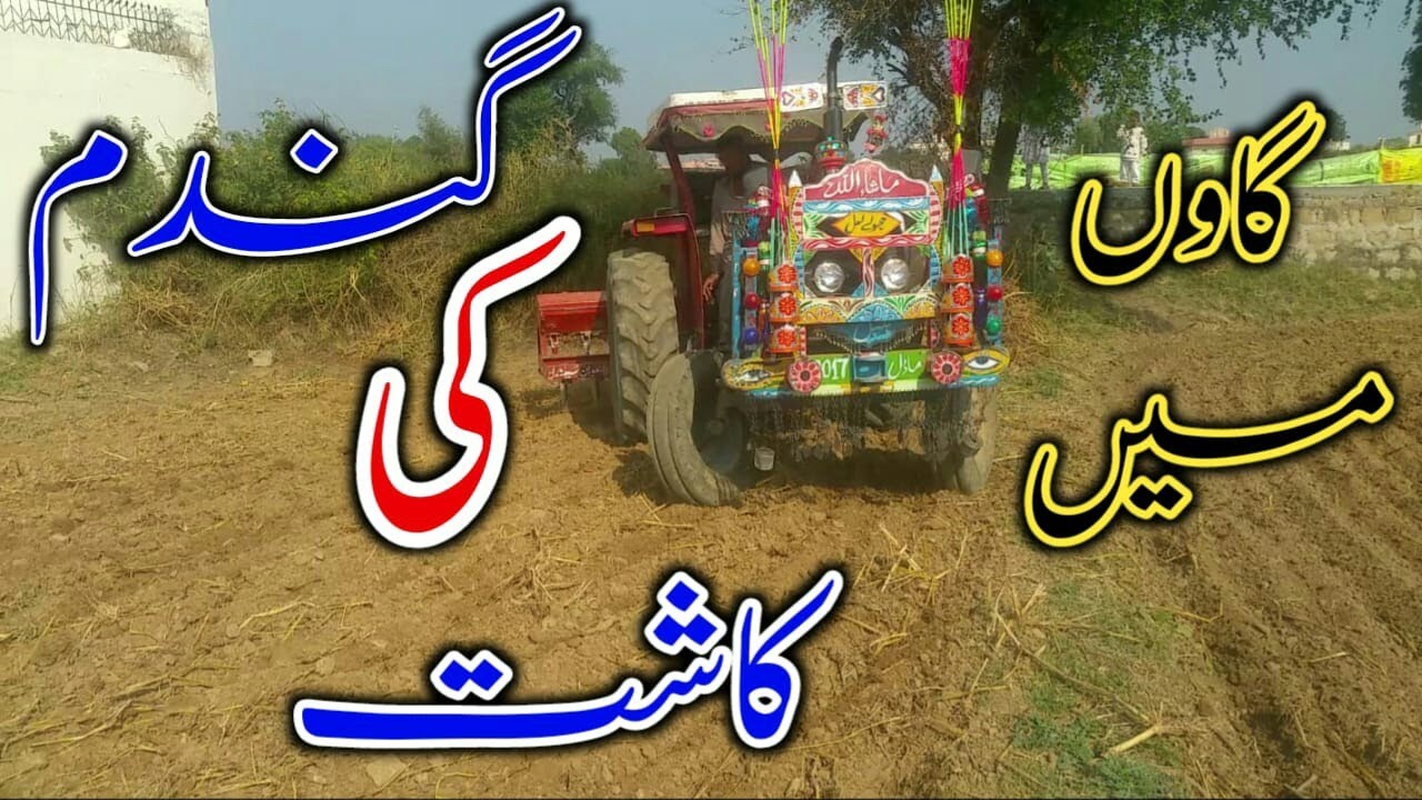 Ghaoon main Gundam ki kasht 2022 {Beautiful vlog}Dadyal.Ajk