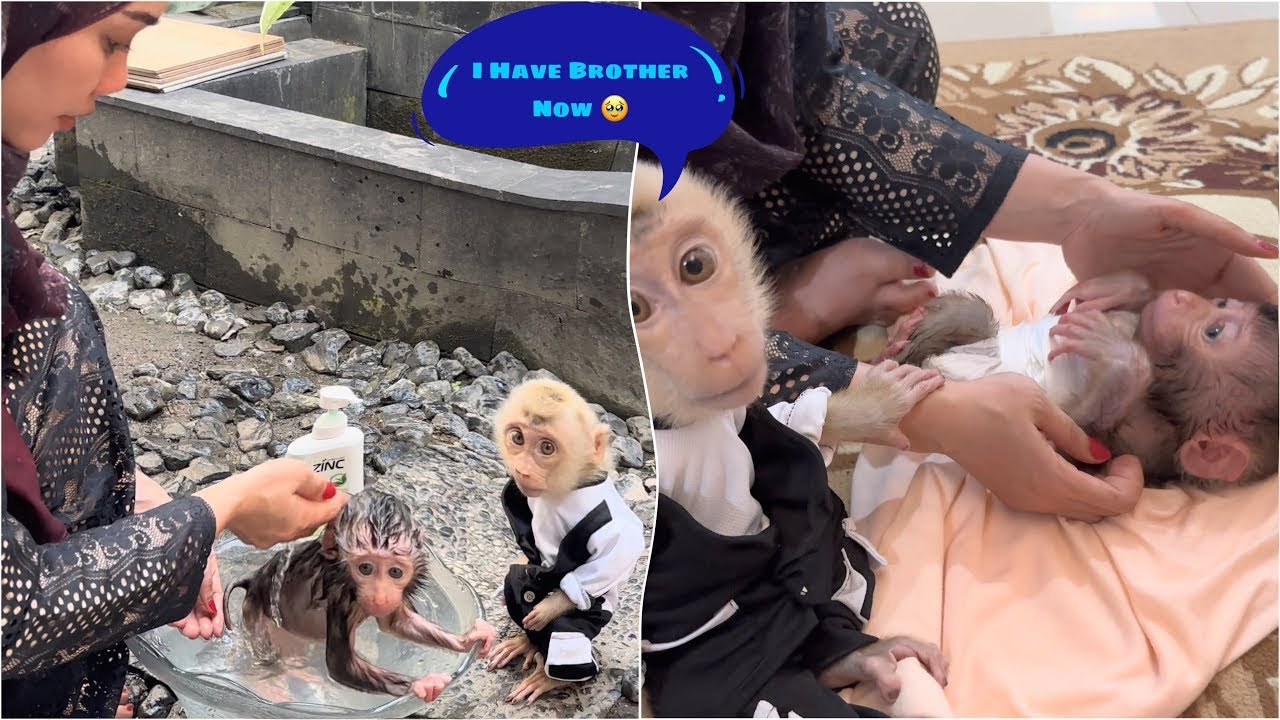 Newborn Baby Monkey Dino takes his first warm bath accompanied by Alpha after being adopted by Mom