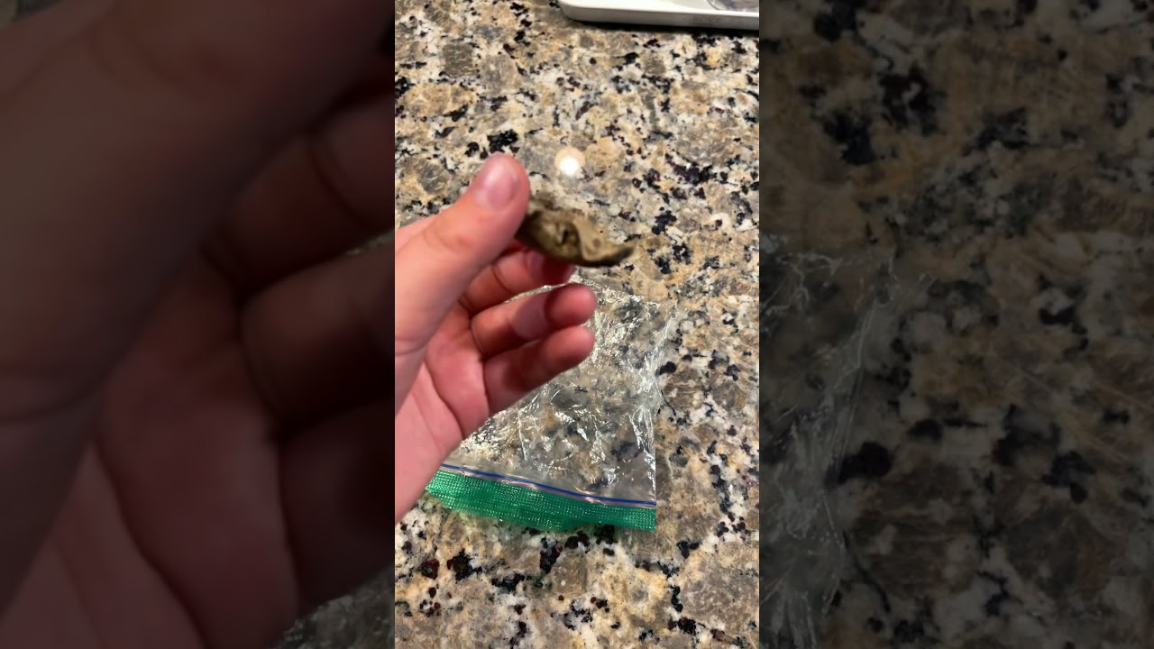 Bones found in owl Vomit 🤮 ￼
