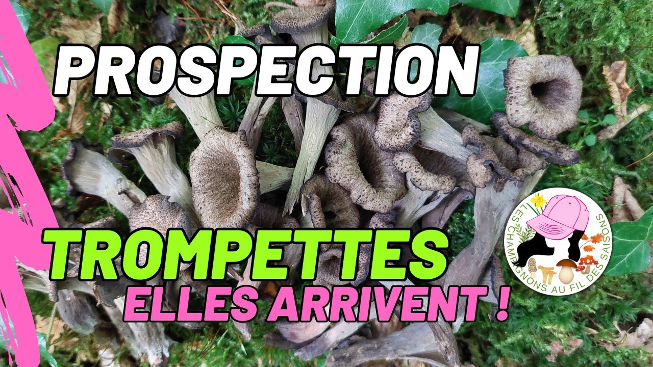Prospection Trompettes des morts 20 septembre 2025. Elles arrivent !