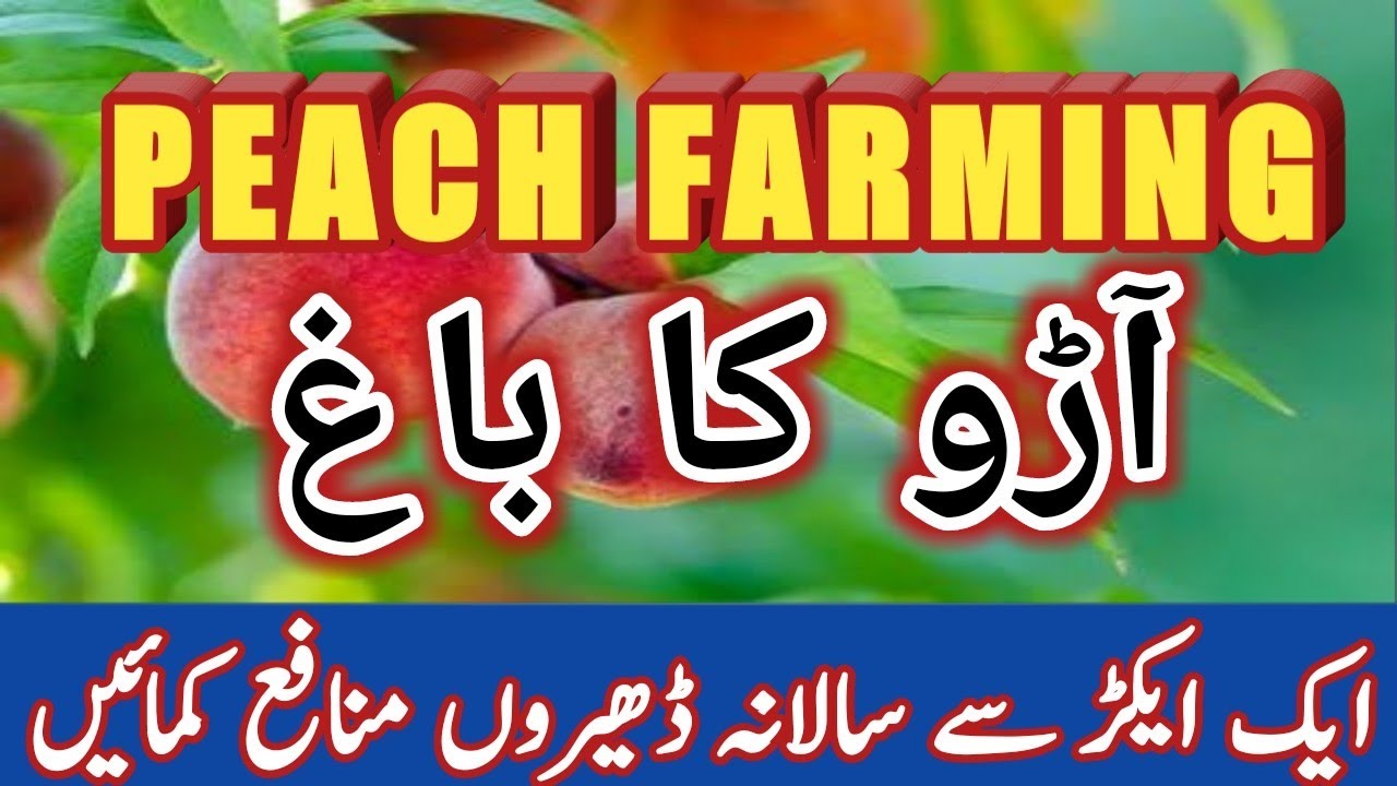 Peach Farming in Punjab/ Pothohar PAKISTAN(پوٹھوہار میں آڑو کی کاشت)|| Inflating Knowledge